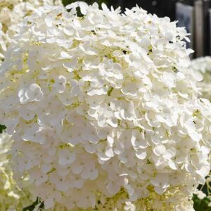 Hydrangea arborescens STRONG ANNABELLE 100-125 cm